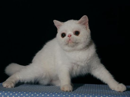 2012年小貓