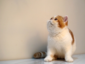 已售小貓圖圖（Tutu） 公貓
